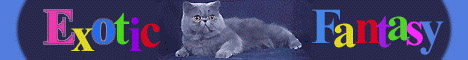 Fantazida Persians and Exotics