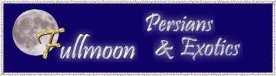 Fullmoon Persians and Exotics