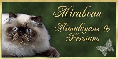 Mirabeau Persians and Exotics