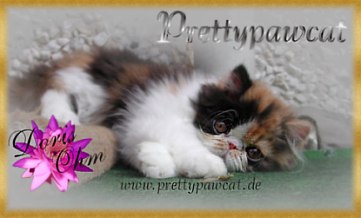 Prettypaw Persians